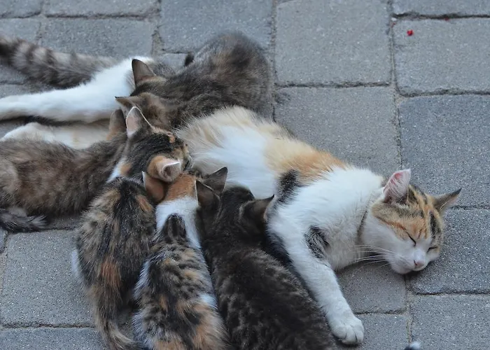 Farm stay Rossingerhof