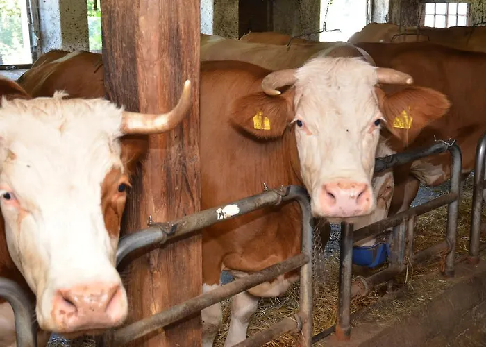 Rossingerhof * Ramsau am Dachstein