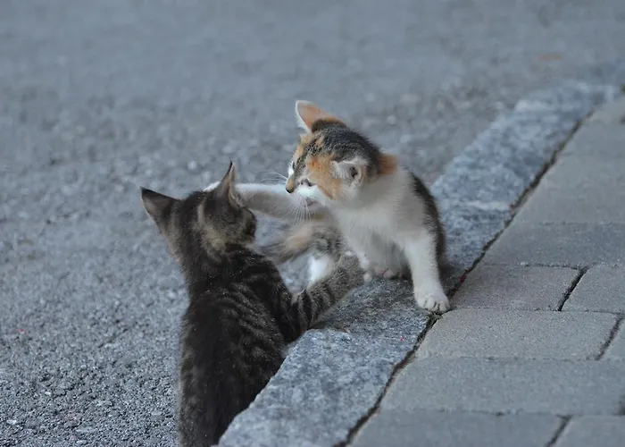 Rossingerhof Farm stay